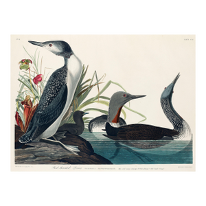 Red-Throated Diver, Vintage Art Print Reproduction From Birds of America by John James Audubon, 32" X 24"