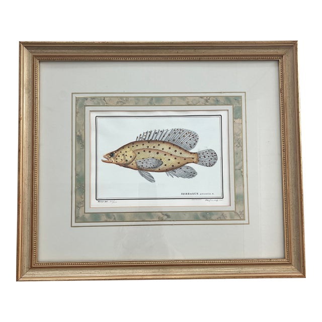 Vintage Italian Hand Colored Limited Edition Engraving of Tropical Fish For Sale