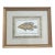 Vintage Italian Hand Colored Limited Edition Engraving of Tropical Fish For Sale