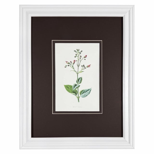 Antique Botanical Print Gallery | Set of 8 F. Edward Hulme Chromolithographs, Framed For Sale - Image 9 of 12