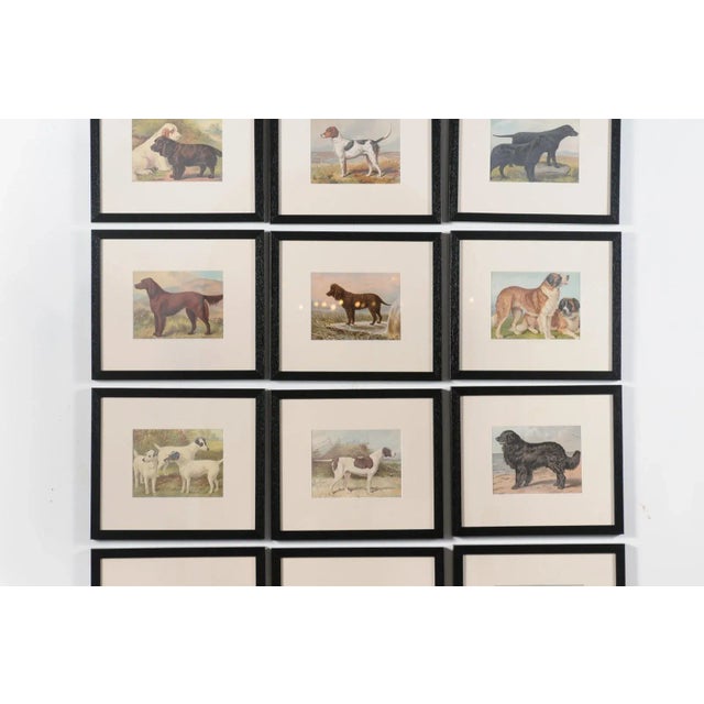 Single Print - Cassell, Petter, Galpin & Co Chromolithograph Dog Print in Black Frame For Sale - Image 12 of 12