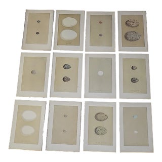 Authentic Antique 19th Century Hand Colored Egg Lithographs - Set of 12 For Sale