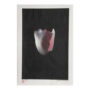 Floating Tulip, Jonathan Singer