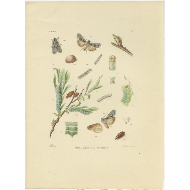 Antique Moth Pair Xylina Lambda Ortholithia Sepp Brants 1905 Handcolor This refined matching pair of antique moth...