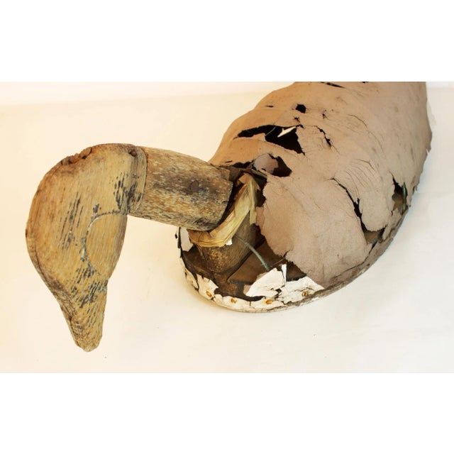 This Canada Goose sure looks like it's been around the block a few times, made his share of migrations, and been in more...