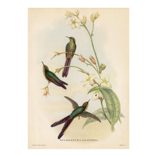 1950s, Hummingbird Print, Tropical Bird Print by John Gould, Original Vintage Bird Print, Color Lithograph, Germany For Sale