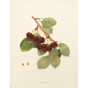 1900s U. P. Hedrick, Original Antique Photogravure of Royal Duke Cherries