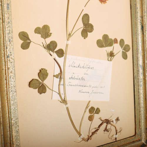 Large Herbarium Wall Panel, 1890s For Sale - Image 6 of 8