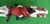Mid 20th Century Lejeune Fox Riding Hound Car Mascot For Sale - Image 5 of 7