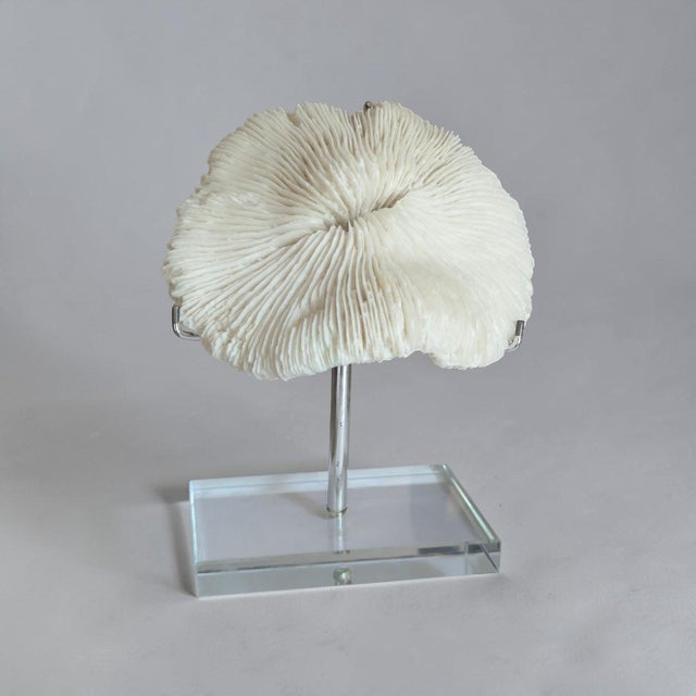 Natural White Mushroom Coral Specimen on Glass Block For Sale - Image 4 of 12