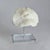 Natural White Mushroom Coral Specimen on Glass Block For Sale - Image 4 of 12