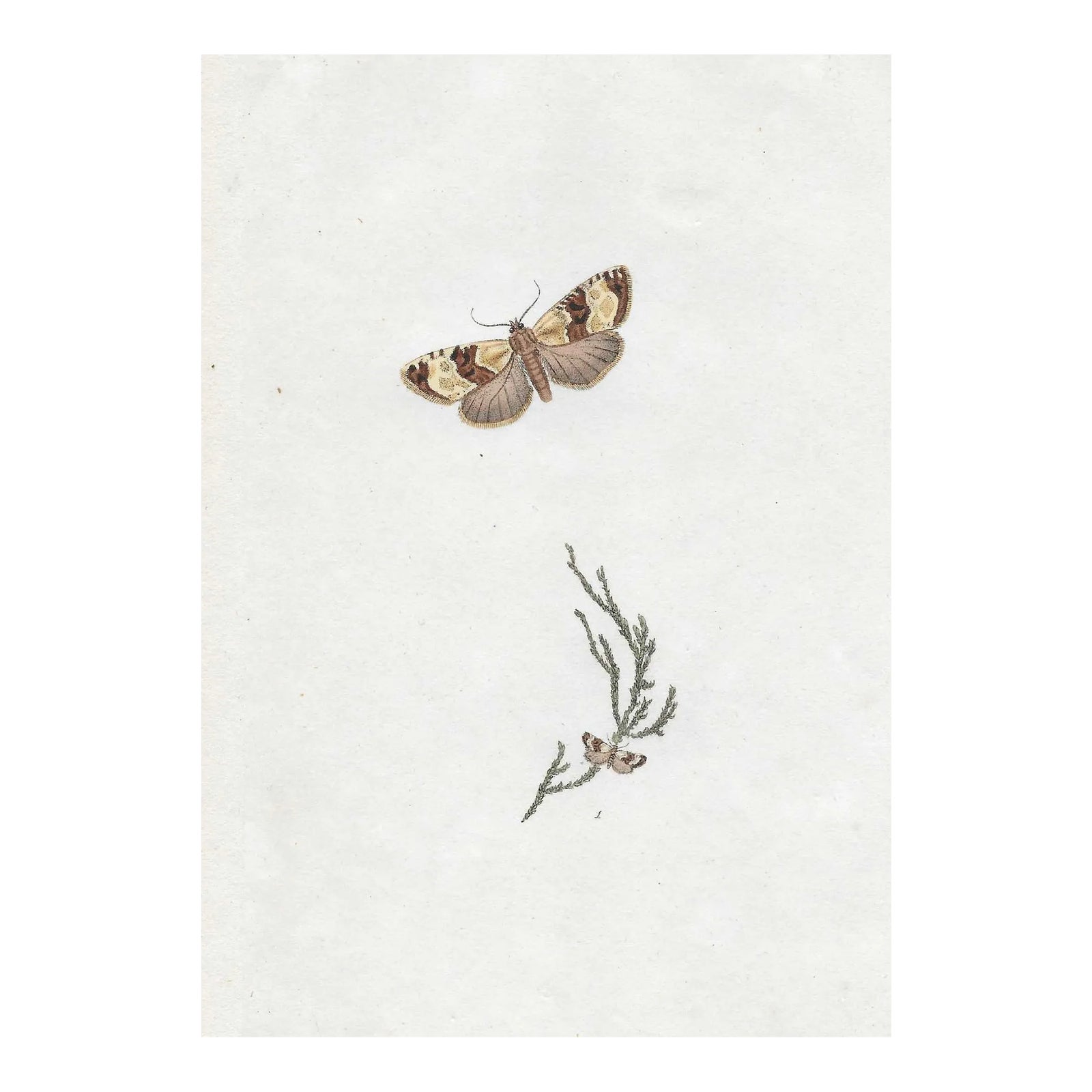Moth Antique English Handcolored Engraving | Chairish