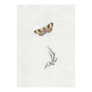 Moth Antique English Handcolored Engraving