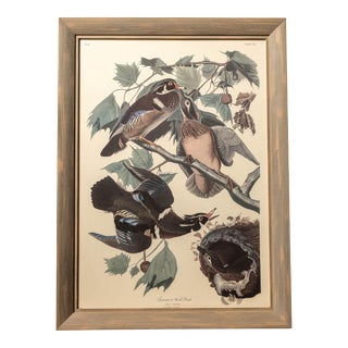Vintage "Summer or Wood Duck" Framed Audubon Print For Sale