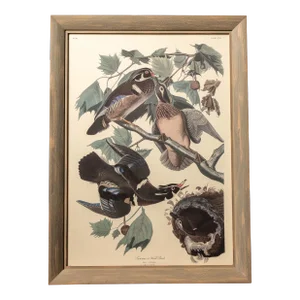 Vintage "Summer or Wood Duck" Framed Audubon Print