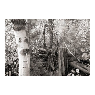 Fall Landscape Digital Archival Print "Aspen #4" by Jacques Gael Cressaty 2025 For Sale