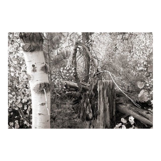 Fall Landscape Digital Archival Print "Aspen #4" by Jacques Gael Cressaty 2025 For Sale