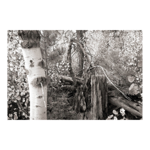 Fall Landscape Digital Archival Print "Aspen #4" by Jacques Gael Cressaty 2025