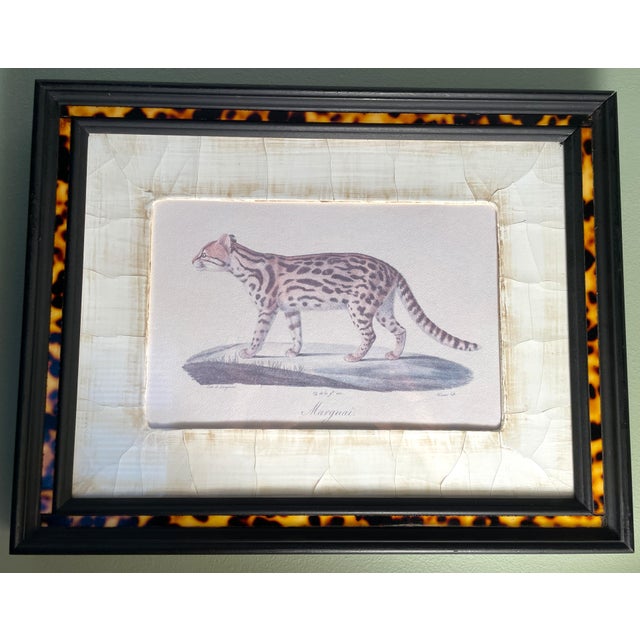 John-Richard Framed Nature Prints of a Lioness & Margay Pair Faux Tortoiseshell Wood 16x12.5 For Sale - Image 10 of 18