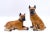 20th Century Boxer Dog Figurines - a Pair For Sale - Image 12 of 12