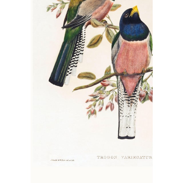 Vintage Tropical Bird Illustration, Bird Art Print Reproduction, 16" X 24" For Sale - Image 9 of 10