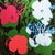 Andy Warhol "Flowers" Limited Series Lithograph by Leo Castelli New York. License: Andy Warhol LTD Foundation. Limited...