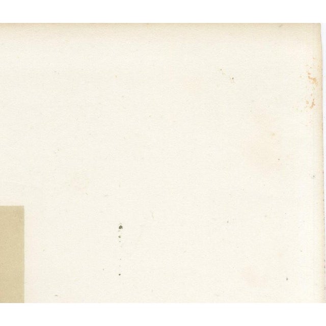 Gold French Artist, Comtois Bull, 1873, Paper For Sale - Image 8 of 12