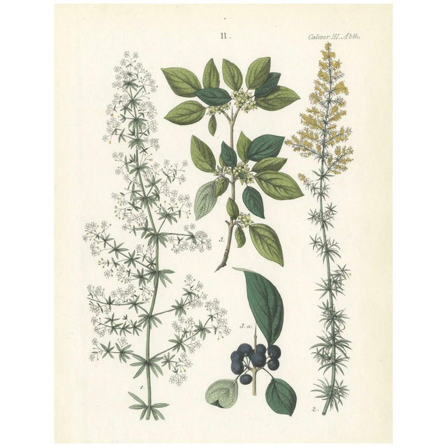 Hand-Colored Botanical Lithograph of Madder, Buckthorn, Cleavers, 1854, Print For Sale