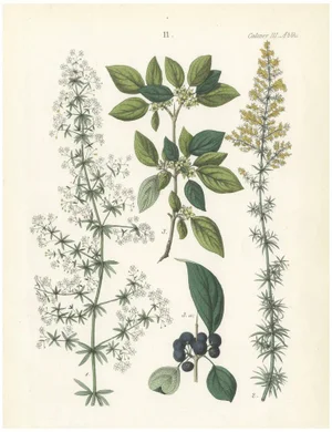Hand-Colored Botanical Lithograph of Madder, Buckthorn, Cleavers, 1854, Print