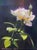 ? Rose by Bruce A Gómez | Pastel of a white rose with green leaves on a dark background For Sale