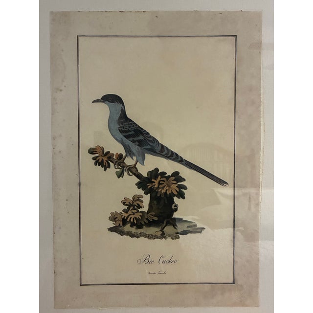 Decorative ornithological print by Natural Curiosities, depicting the Bee Cuckoo after the natural-history illustrations...