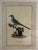 Decorative ornithological print by Natural Curiosities, depicting the Bee Cuckoo after the natural-history illustrations...