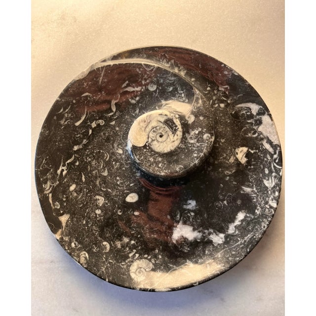 Polished black marble stone fossil round plate/bowl made from orthoceras sea shells with a single raised ammonite ring in...