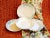 This authentic antique F. Winkle & Co. "Sprays" fine semi-porcelain rimmed soup bowl is an exceptional artifact of late-...