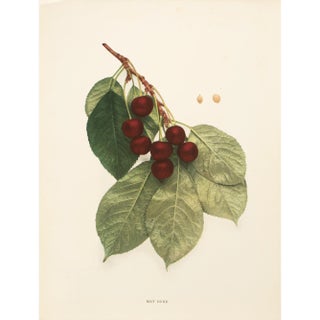 1900s U. P. Hedrick, Original Antique Photogravure of May Duke Cherries For Sale