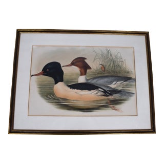 Hand-Colored C1862 Lithograph Pl. 315 Goosander From John Gould's "The Birds of Great Britain" For Sale