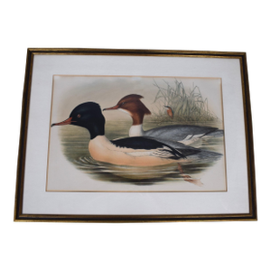 Hand-Colored C1862 Lithograph Pl. 315 Goosander From John Gould's "The Birds of Great Britain"