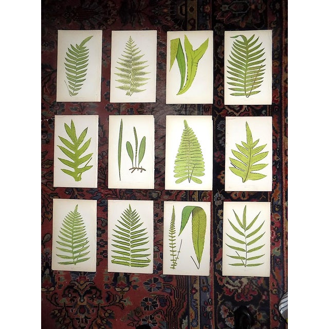 Green Antique 19th Century Botanical Wood Engravings - Ferns - Set of 12 For Sale - Image 8 of 8