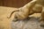 Thomas Cartier, Bronze Panther on a Stone Base, 1900, Bronze For Sale - Image 4 of 11