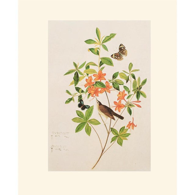Printmaking Materials 1966 Swainson's Warbler After John J. Audubon, Cottage Print For Sale - Image 7 of 8