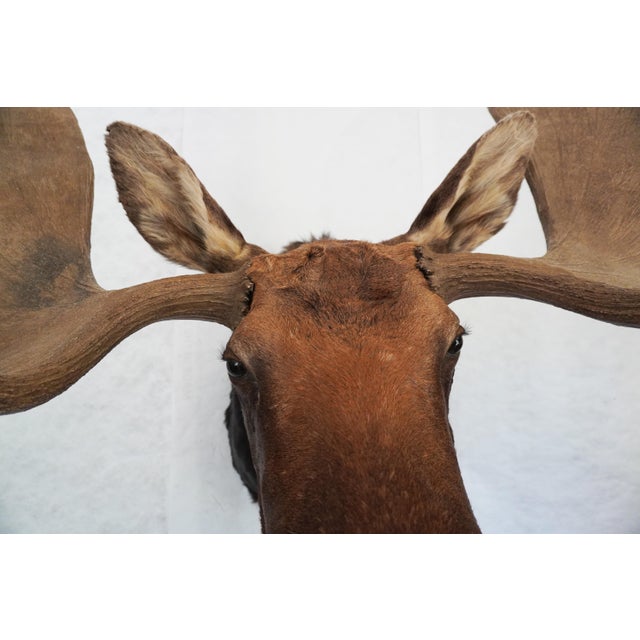 Brown Moose Head Bust Mount For Sale - Image 8 of 18