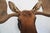 Brown Moose Head Bust Mount For Sale - Image 8 of 18