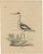 Goldfuss, Bird Illustration of the Pied Avocet, 1824, Print For Sale - Image 5 of 5