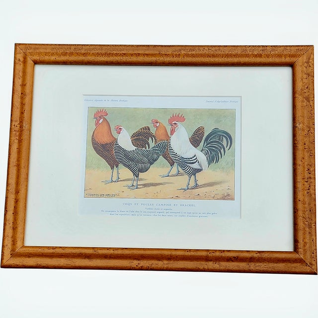French Country Antique French Rooster & Poultry Lithographs in Burled Wood Frames – Set of 3 For Sale - Image 3 of 7
