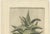 Early 18th Century Caspar Commelin, Praeludia Botanica: Caulescent African Aloe, 1703, Print For Sale - Image 5 of 8