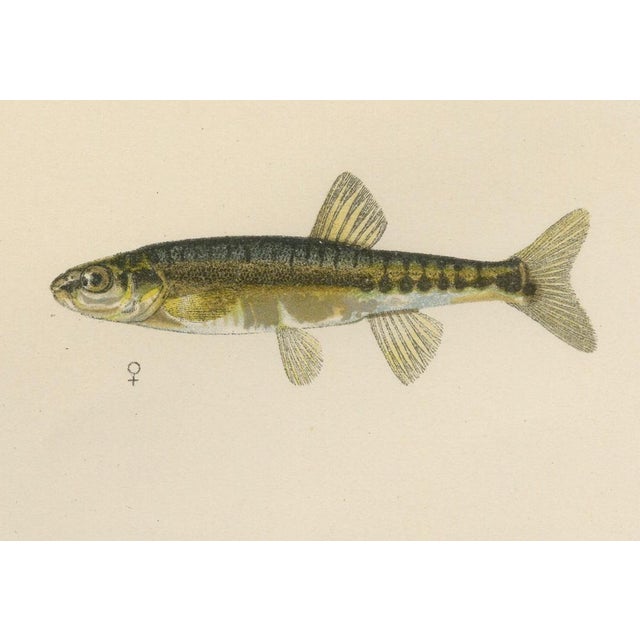 This captivating 19th-century lithograph from *Skandinaviens Fiskar* features three beautiful freshwater fish native to...
