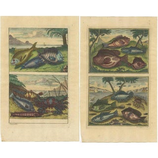Various Fishes and Crustaceans, 1726, Paper, Set of 2 For Sale