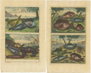 Various Fishes and Crustaceans, 1726, Paper, Set of 2