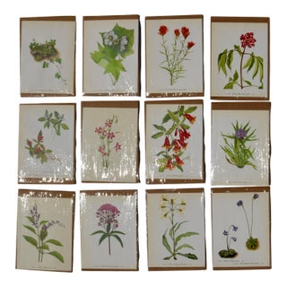 Set of 12 Vintage Botanical Prints Unframed For Sale