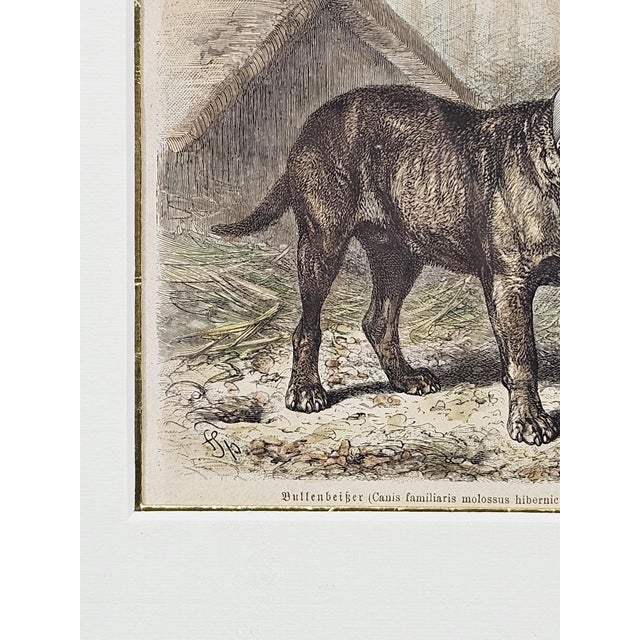Friedrich Carl Georg Specht, Dog, 1870, Original Woodcut, Framed For Sale - Image 4 of 12